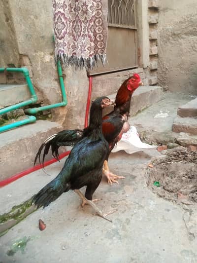 2 murgiyan 1 murga for sale