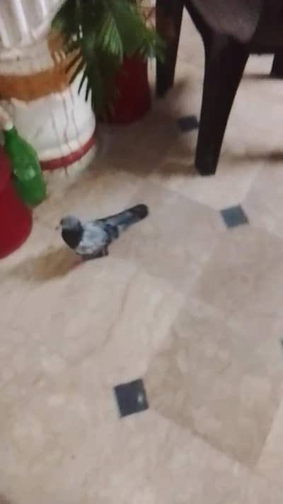 pyara pigeon