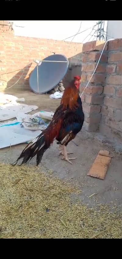 Aseel shoq