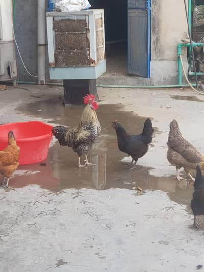 Healthy active vacinated home breed  daily eggs laying hens  four cock