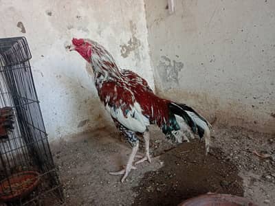 Aseel/murga/hen/ pair for sale.