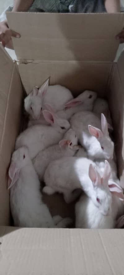 Red eyes rabbit
