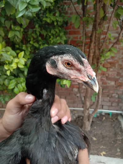 PURE ASEEL HENS