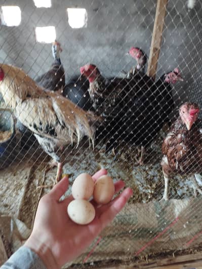 hens for sale egg wali h sab ki sab