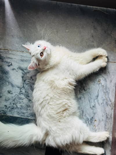 persian cat female odd eyes 6months age