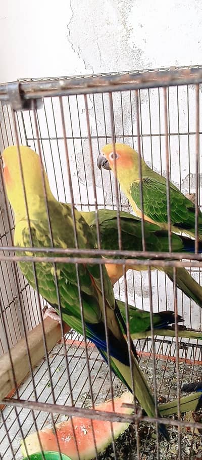 suncnore 5 piece for sale location Rawat city