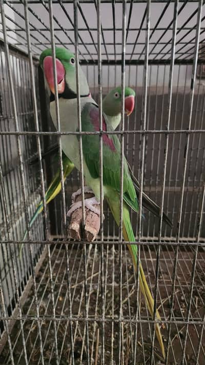 Raw Parrot Breeder Pair