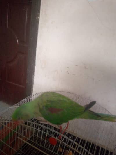 raw tota healthy and active parrot