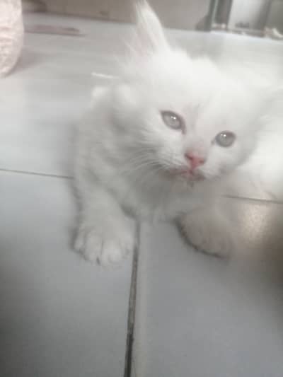 White kitten