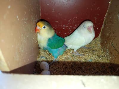 albino red eye / parblue