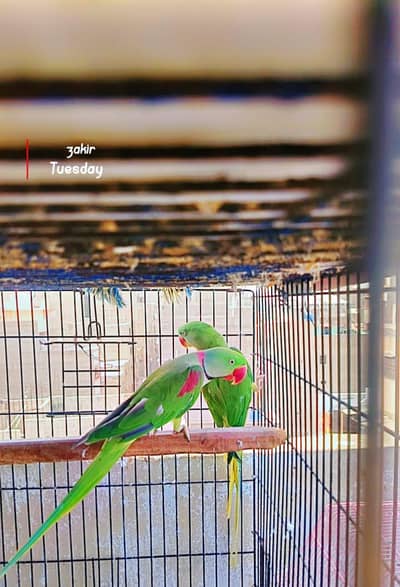 pahari pair 03353481775