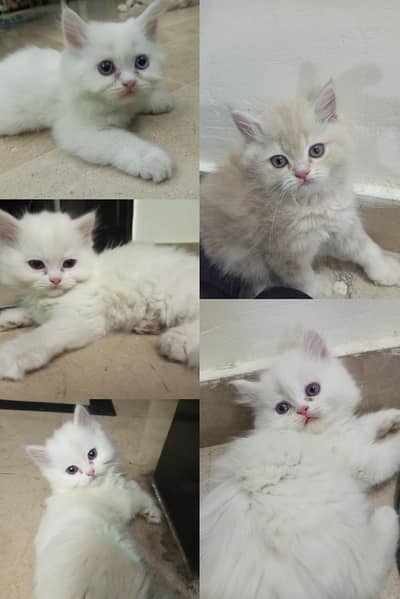 Persian triple coated litter trained kittens