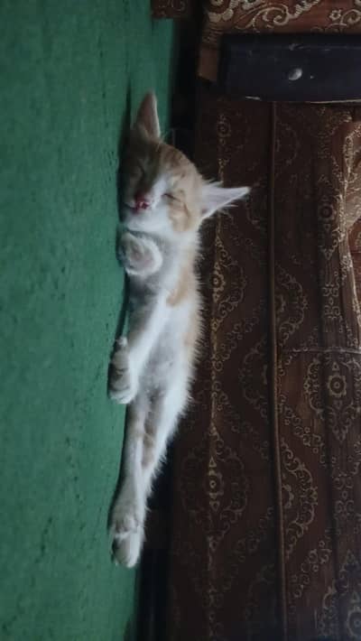 Kitten
