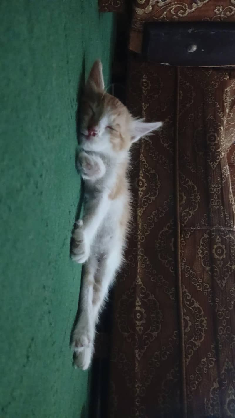 Kitten 0