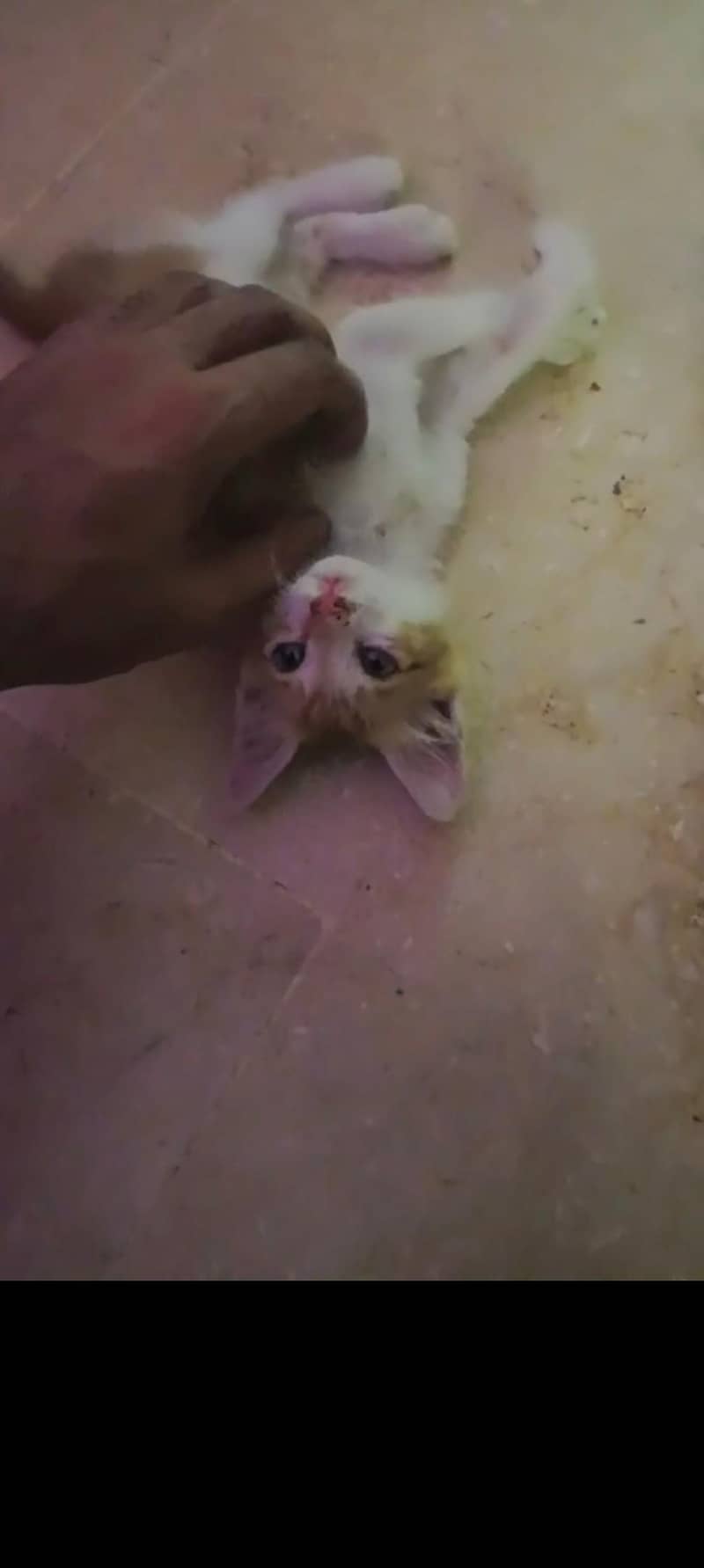 Kitten 1