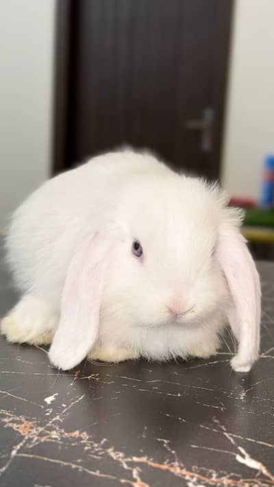 Holland lop bunnies