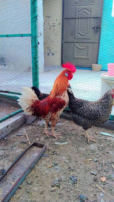 home bread male healthy and active.