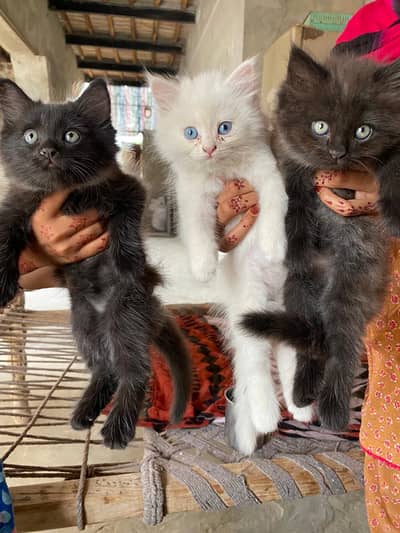 cats kitten