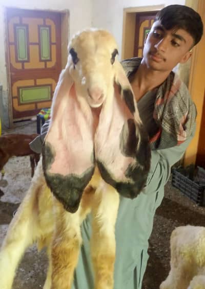 Kajlay bachay (kajlay sheep)