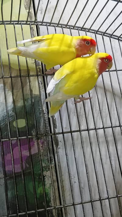 Love birds