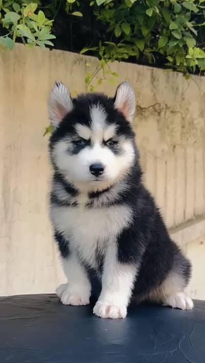 Saibarion Huskey Male Puppy Available