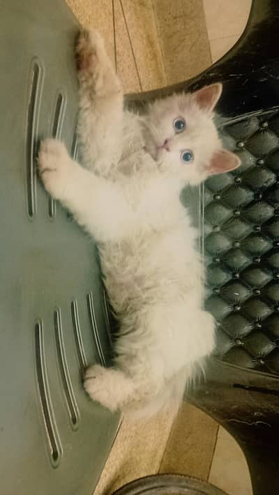 Persian triple coated kitten