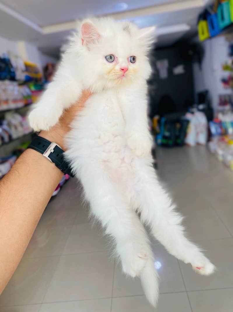 Russian Cat 0