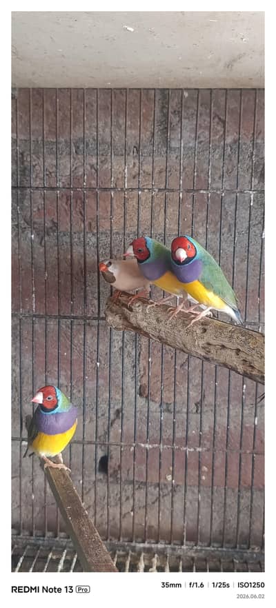 Gouldian Finch