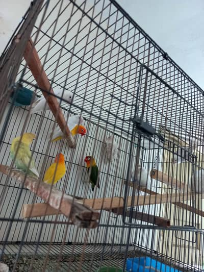 Love birds pairs Breader Beautiful Active