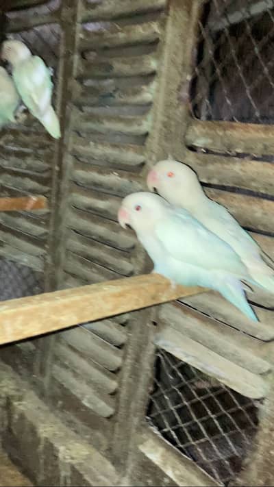 Albino breeder