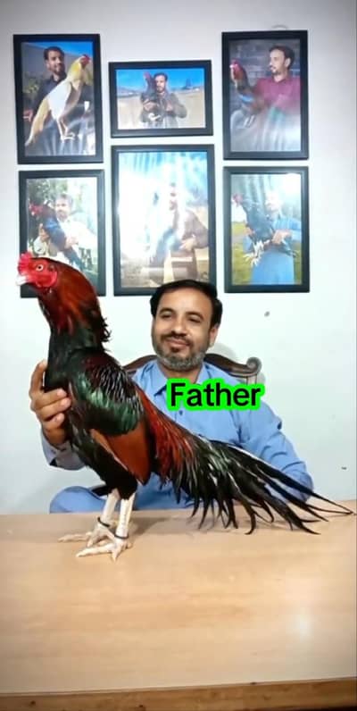 Aseel High Quality birds