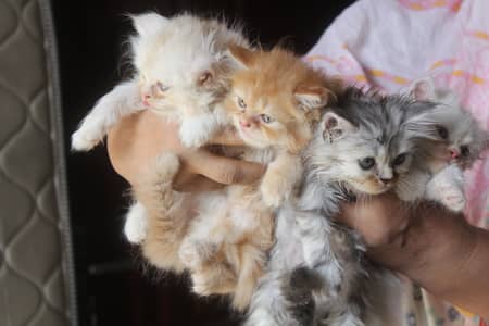Triple Coated Pure Persian Kittens Blue Eyes & Multi Color