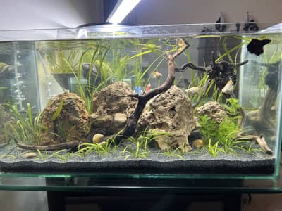 2feet planted aqua scape