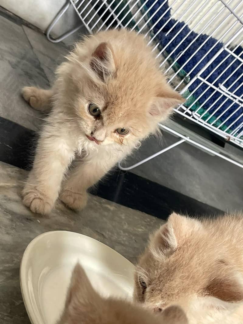 friendly cat babs 0