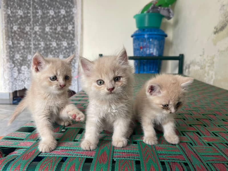 friendly cat babs 1