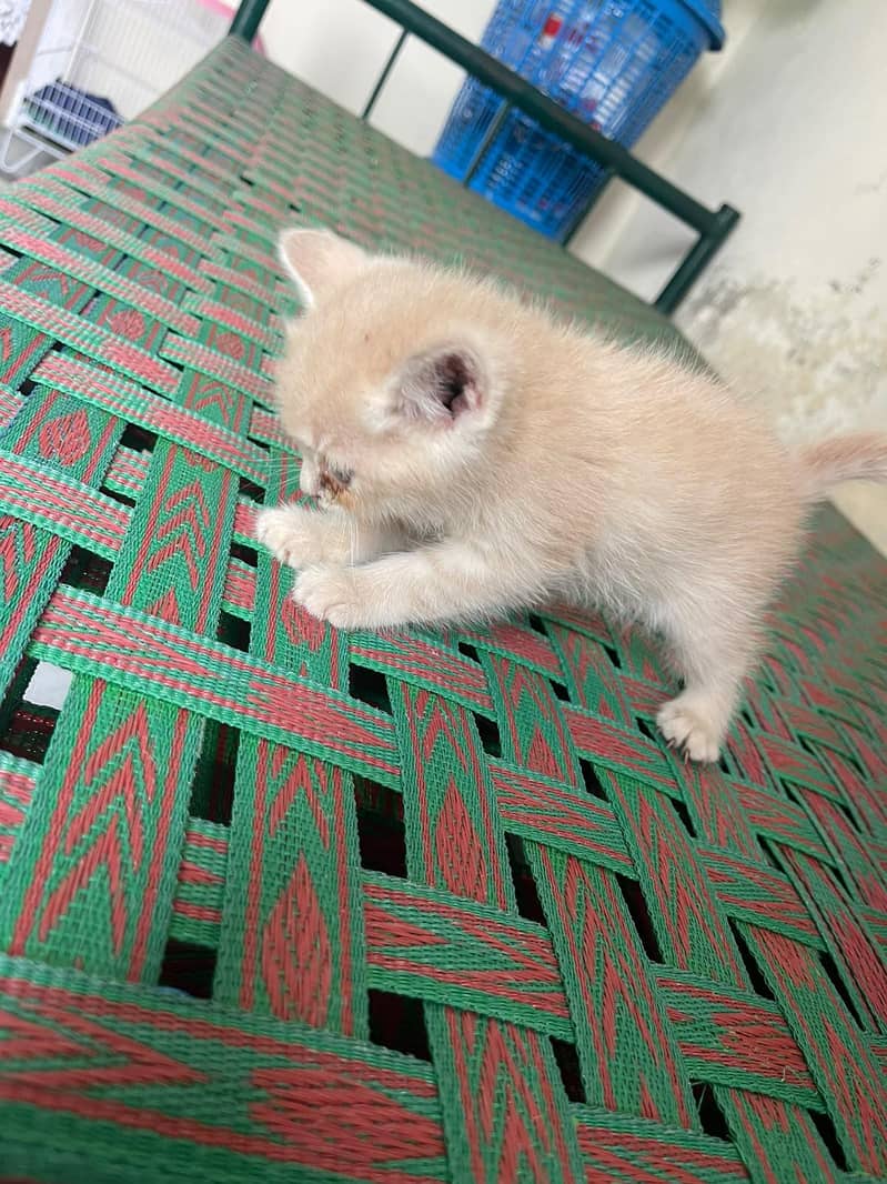 friendly cat babs 2