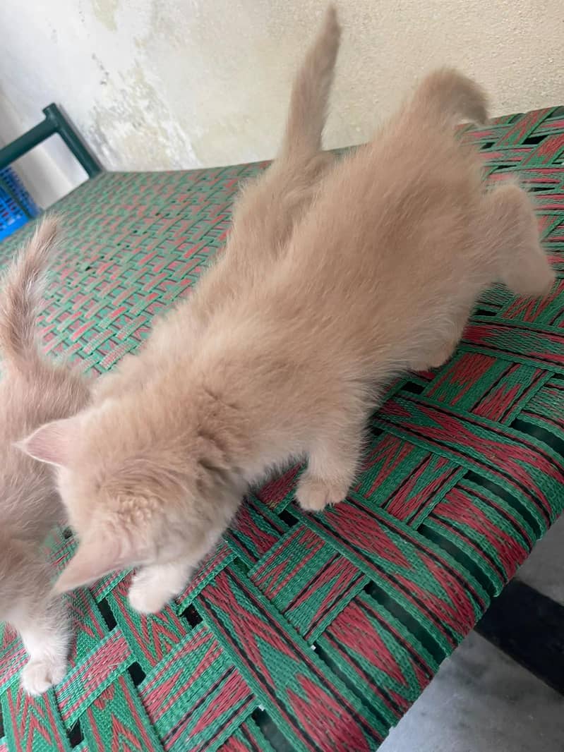 friendly cat babs 3