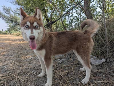 Siberian husky dog