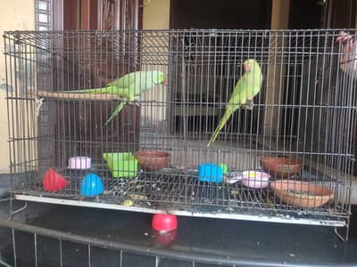 cage  / partition cage / foldable cage