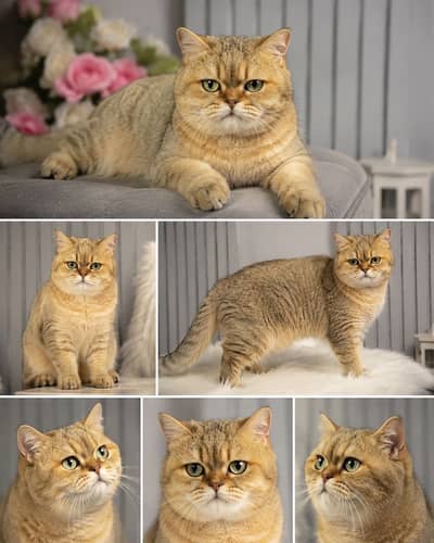  Premium British Shorthair Golden Shaded (NY11) Female 