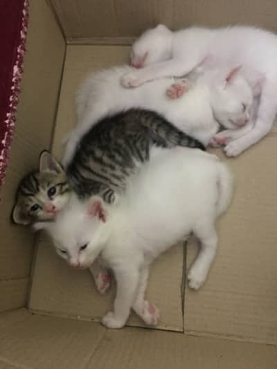 Persian cat with 4 kittens