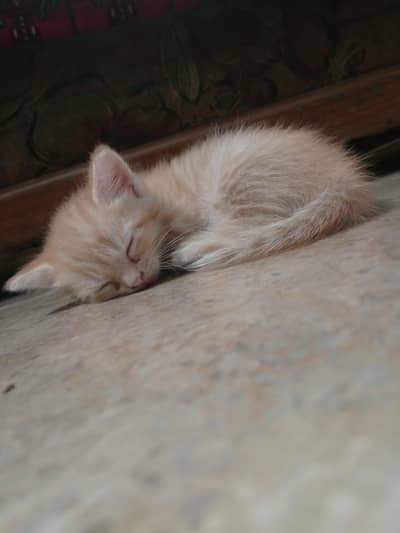 Golden Persian cat 1 month baby female cat