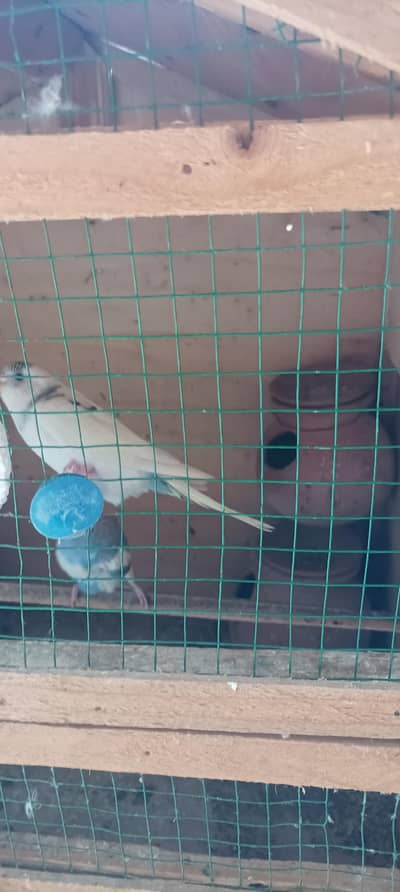 5 birds and cage