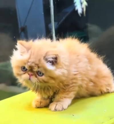 Quality Persian Punch   kitten WhatsAp03205959094
