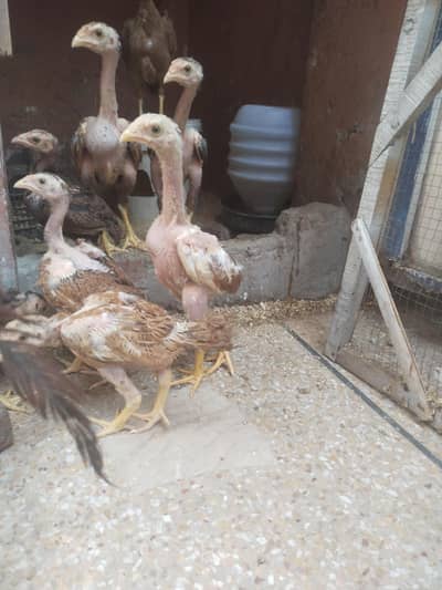 Aseel chicks and cock