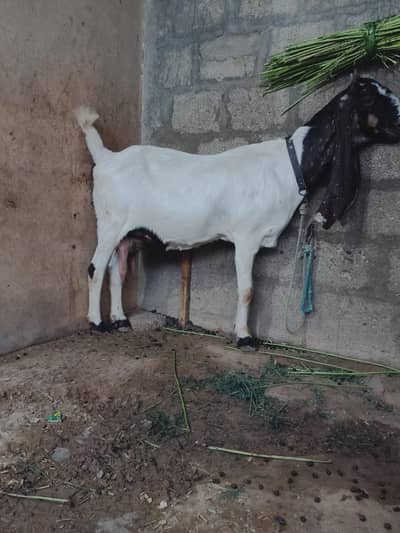 pure patri bakri