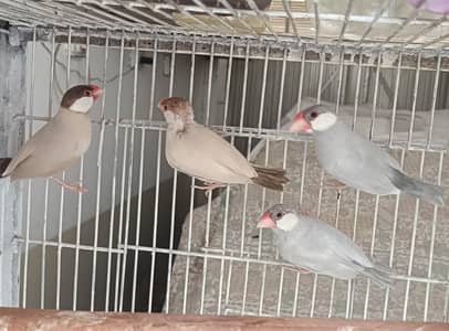 Java birds/Lovebirds/bugies for sale