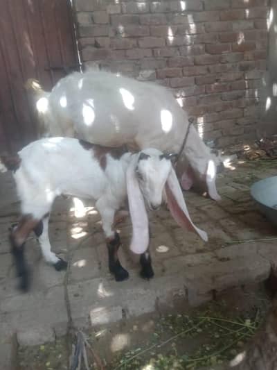 mohammadpur wale bakri ek bacche ke sath