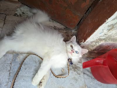 Persian Kitten White Male