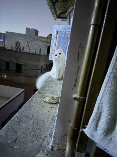 male cat for adoption